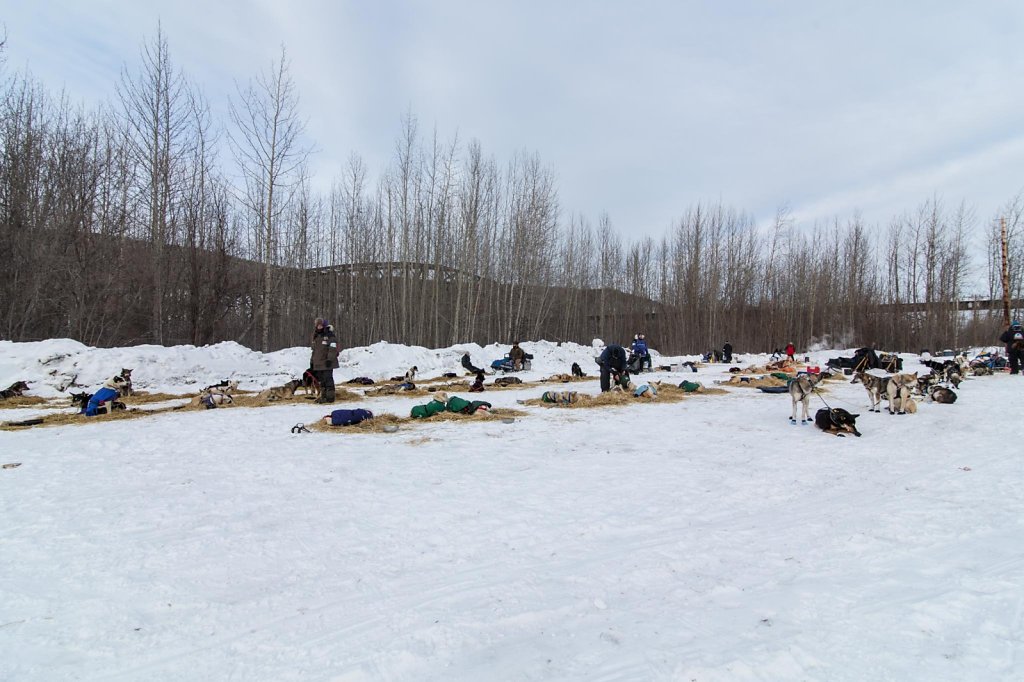 Nenana023.jpg